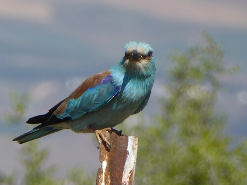 דרך ארץ טיולי ג'יפים