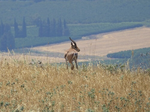 דרך ארץ טיולי ג'יפים