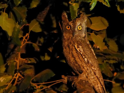 דרך ארץ טיולי ג'יפים