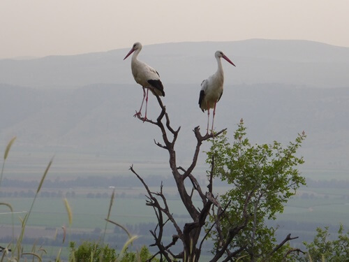דרך ארץ טיולי ג'יפים