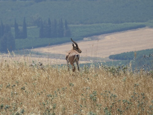 דרך ארץ טיולי ג'יפים