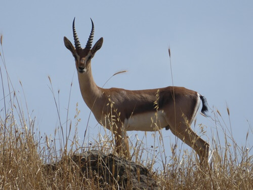 דרך ארץ טיולי ג'יפים