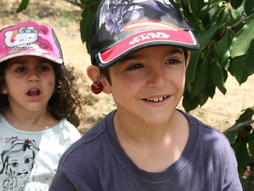 משק לוי קטיף עצמי