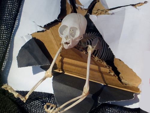 מבצר הבריחה