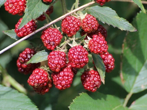 הבוסתן של מוטי