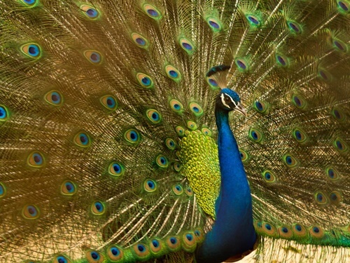 לגעת בטבע הכפר הירוק