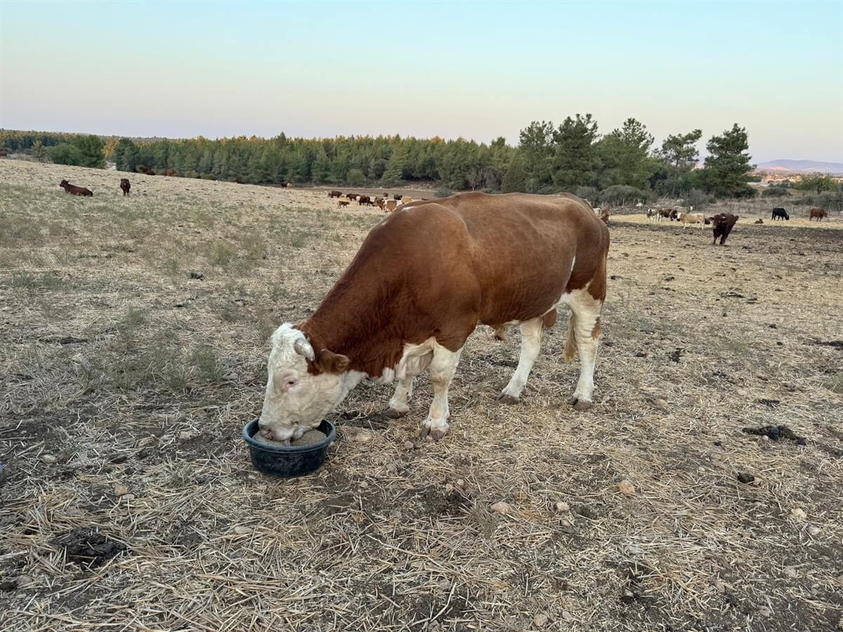 רייזרים בהר