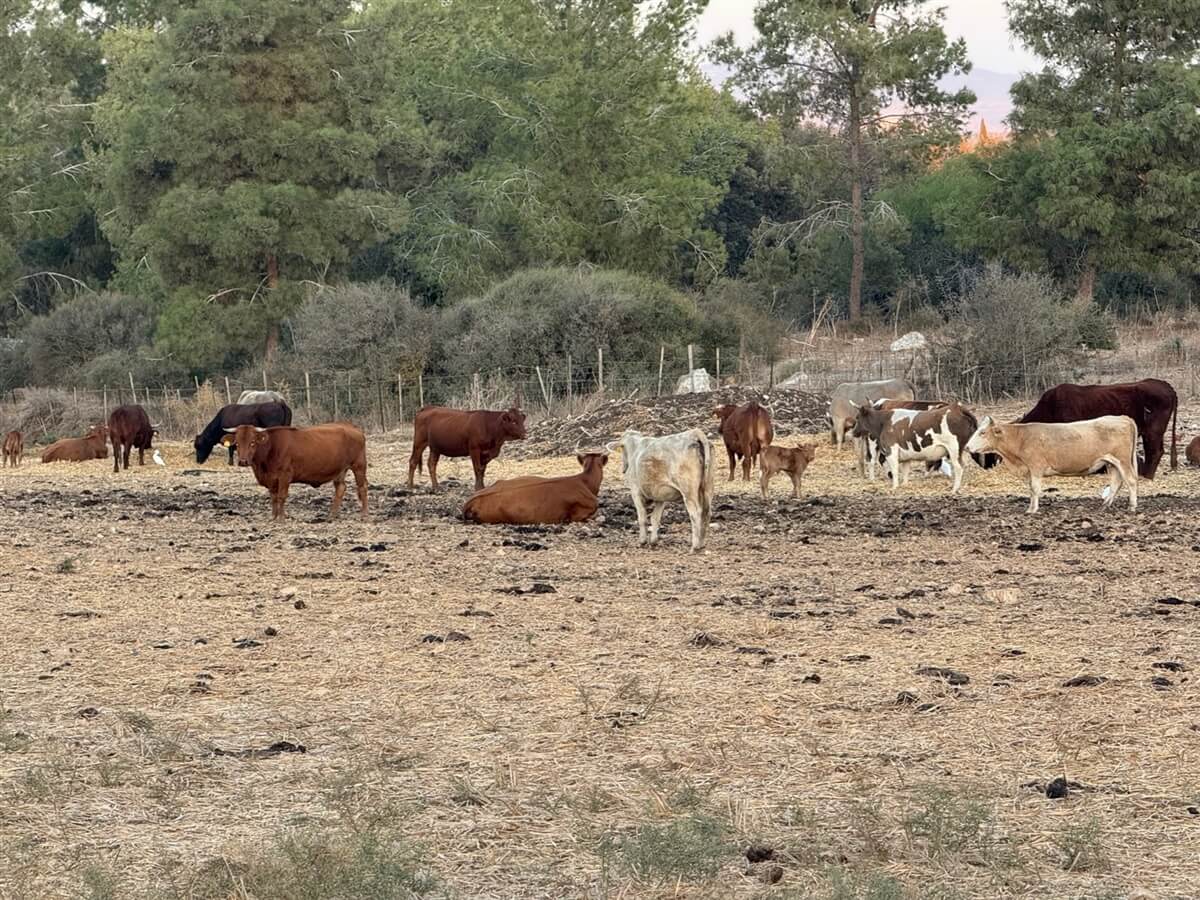 רייזרים בהר
