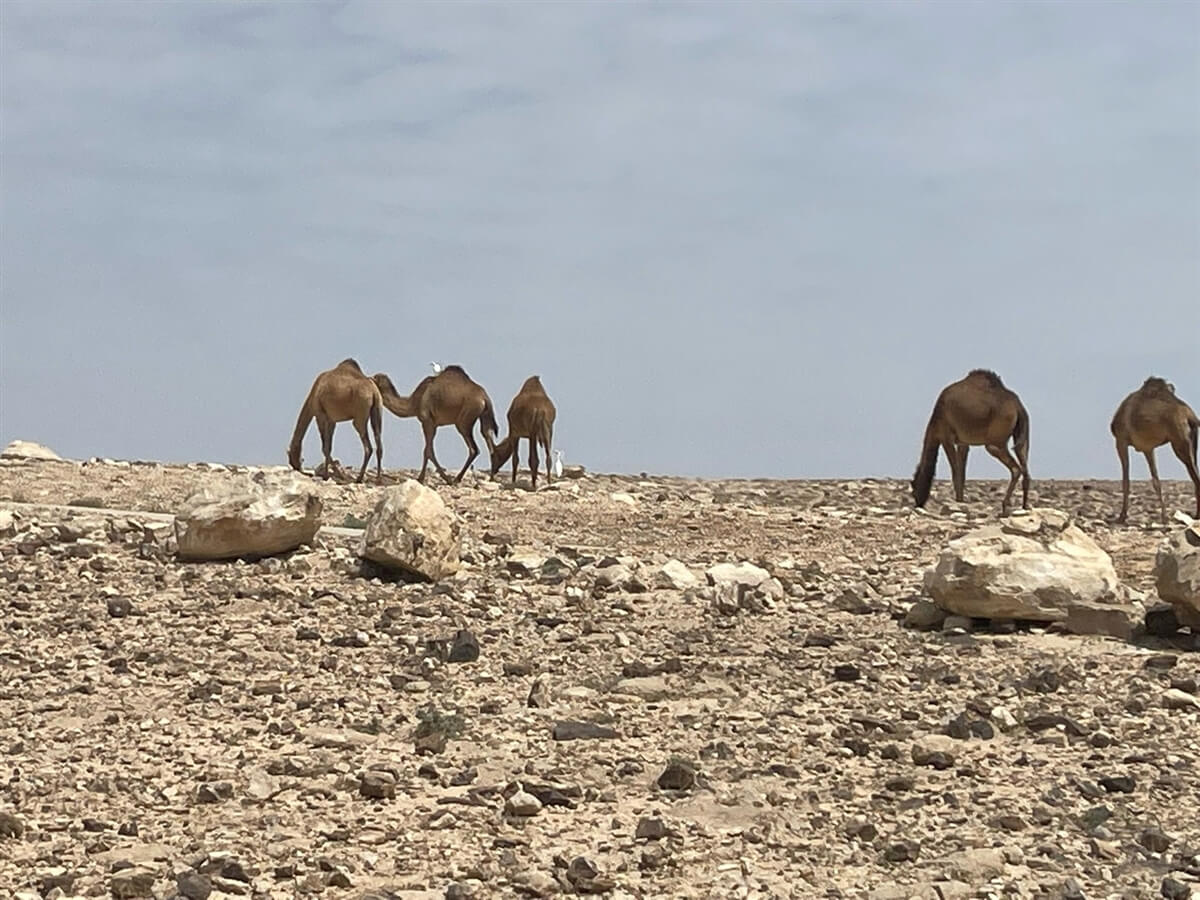 ספארי טורס טיולי ג'יפים