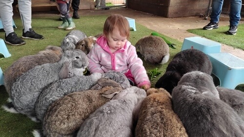 כפר הארנבונים חוות נגר