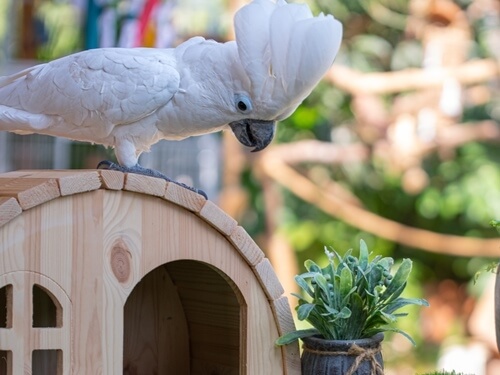 כפר הארנבונים חוות נגר