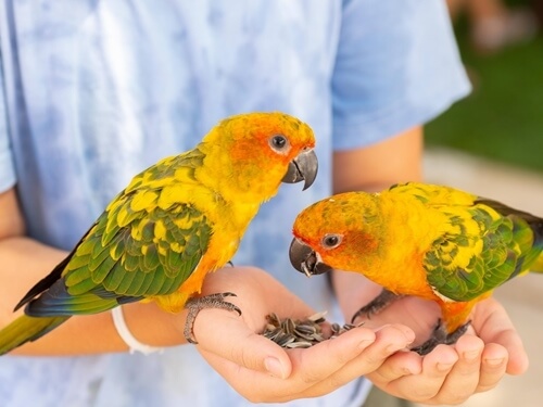 כפר הארנבונים חוות נגר