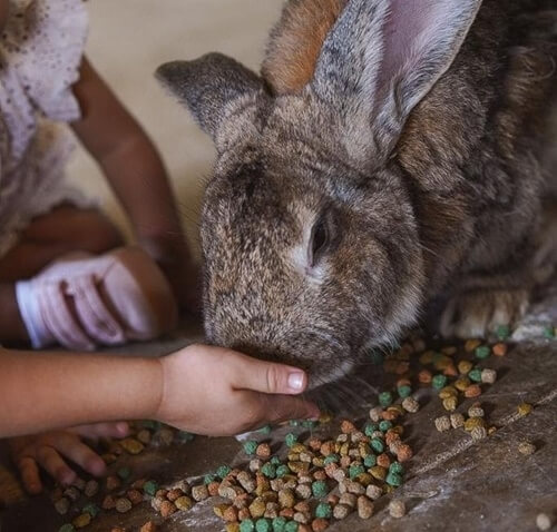 כפר הארנבונים חוות נגר