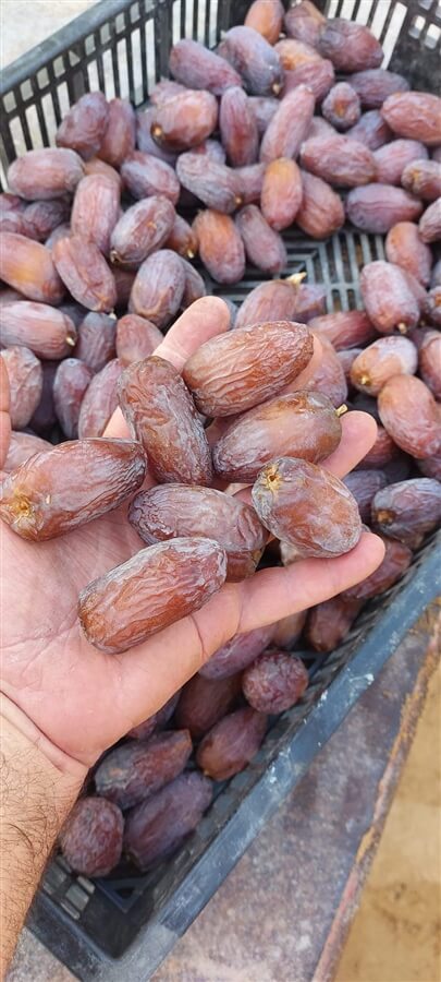 התמרים של שושני