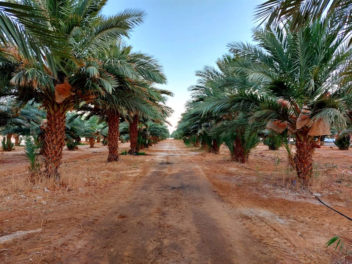 התמרים של שושני