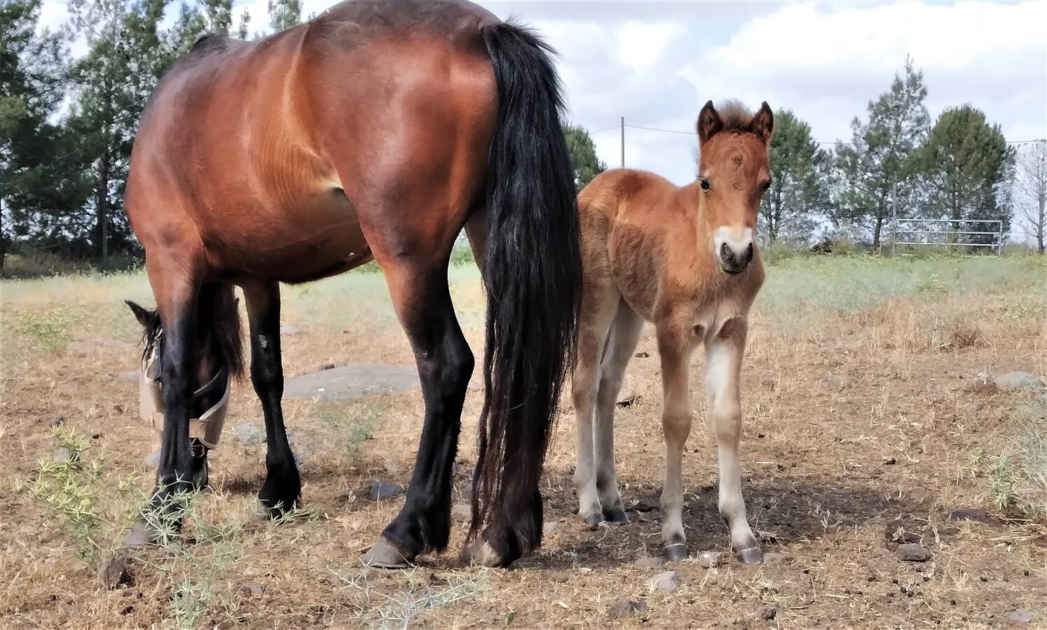 מרכבות הבשן
