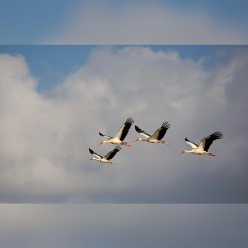 טיולי רייזרים בעמק יזרעאל ובגלבוע