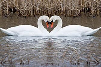 תמונה של עולם האווז- מהביצה לאפרוח