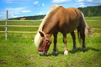 תמונה של חוות בת יער