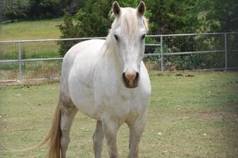 תמונה של כברית סוסים