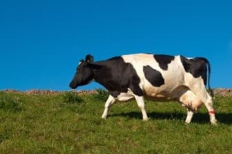 תמונה של דרך החלב