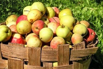 תמונה של דרך הפרי