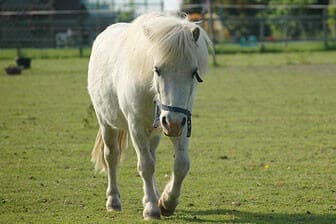 תמונה של מרכז רכיבה עין יהב