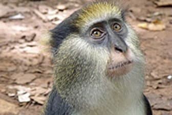 תמונה של פארק הקופים