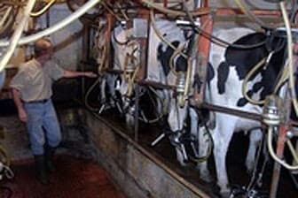 תמונה של רפת רובוטית