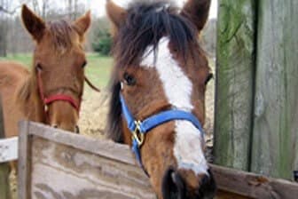 תמונה של חוות הר הארי
