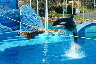 תמונה של ריף הדולפינים