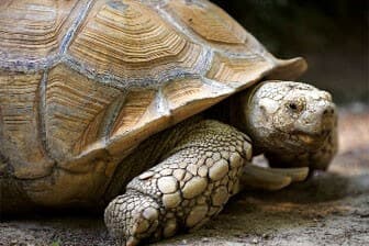 תמונה של פארק הזוחלים