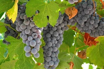 תמונה של יקב הר אודם