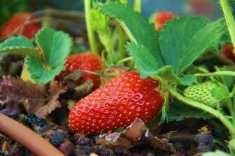 תמונה של קטיף עצמי אודם