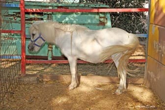 תמונה של פינת חי קיבוץ מזרע