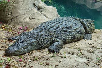 תמונה של קרוקולוקו