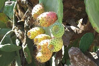 תמונה של חוות צברי אורלי