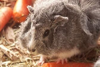 תמונה של חי רמון