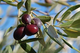 תמונה של משק טויסטר