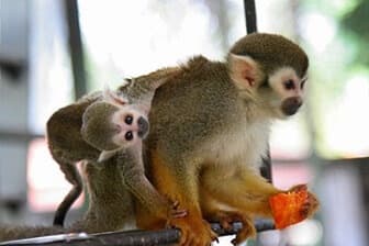 תמונה של ג'ונגל כיף