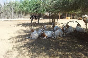תמונה של נגב zoo