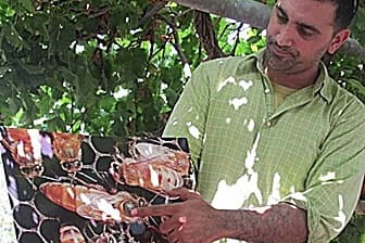 תמונה של פתילת המדבר - סדנאות דבש ודבורים