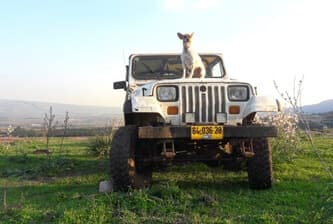 תמונה של רני טריפ ג'יפ