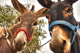 תמונה של אטרקציות חאן אל על