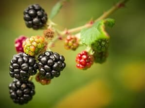 תמונה של אגרונן