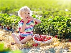 תמונה של סתלבתות