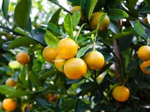 תמונה של כיף בפרדס