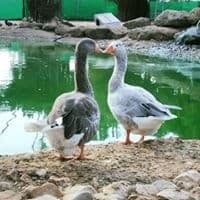 תמונה של לגעת בחיות