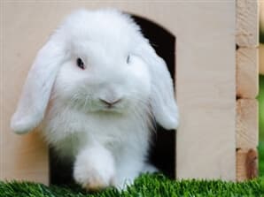 תמונה של כפר הארנבונים חוות נגר