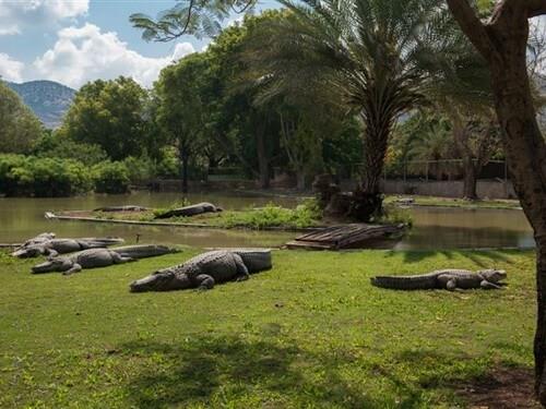 חוות התנינים בחמת גדר, וזו רק ההתחלה...